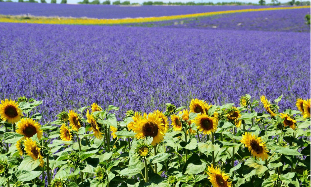 フランスの夏6月～8月の気候と服装