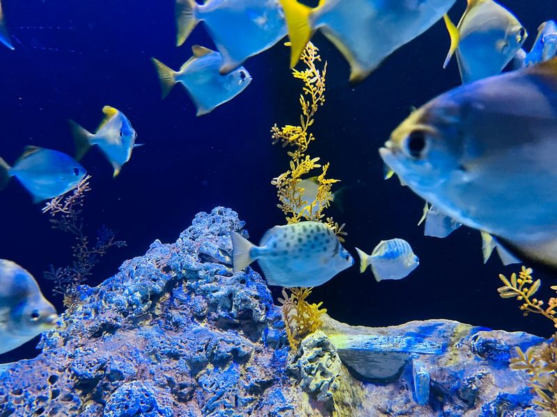 シンガポールのおすすめ観光スポット シンガポール水族館（シー アクアリウム）