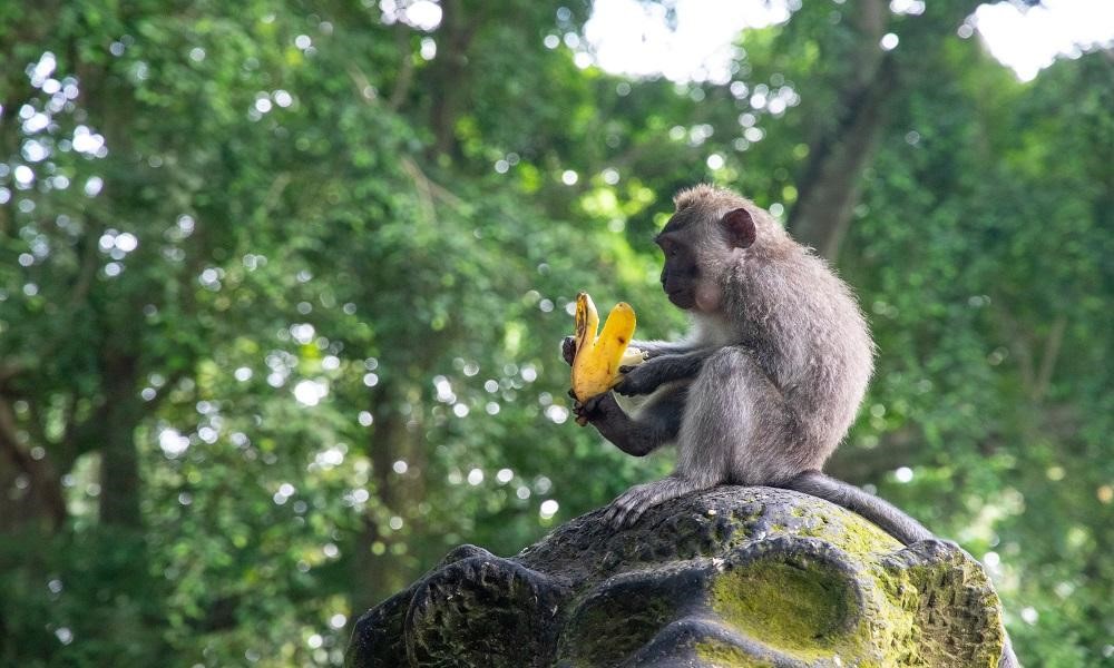 ウブド旅行の防犯対策