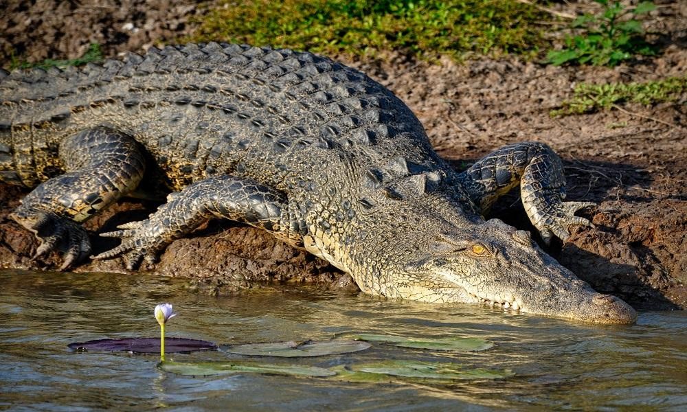 ノーザンテリトリー旅行の治安まとめ